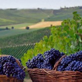 16 maggio-Il salotto del vino:Il vino Biologico