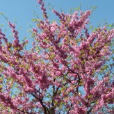 10 maggio – Pranzo di Primavera!